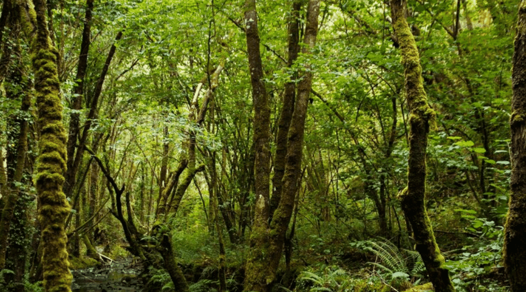 Dia de Proteção às Florestas Dia de Proteção às Florestas